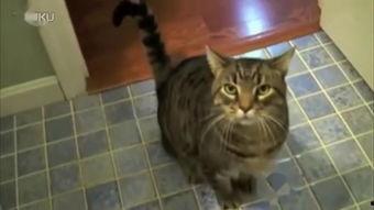 娱乐吃瓜君七七猫咪,娱乐吃瓜君的萌宠日常 第2张 娱乐吃瓜君七七猫咪,娱乐吃瓜君的萌宠日常 第2张